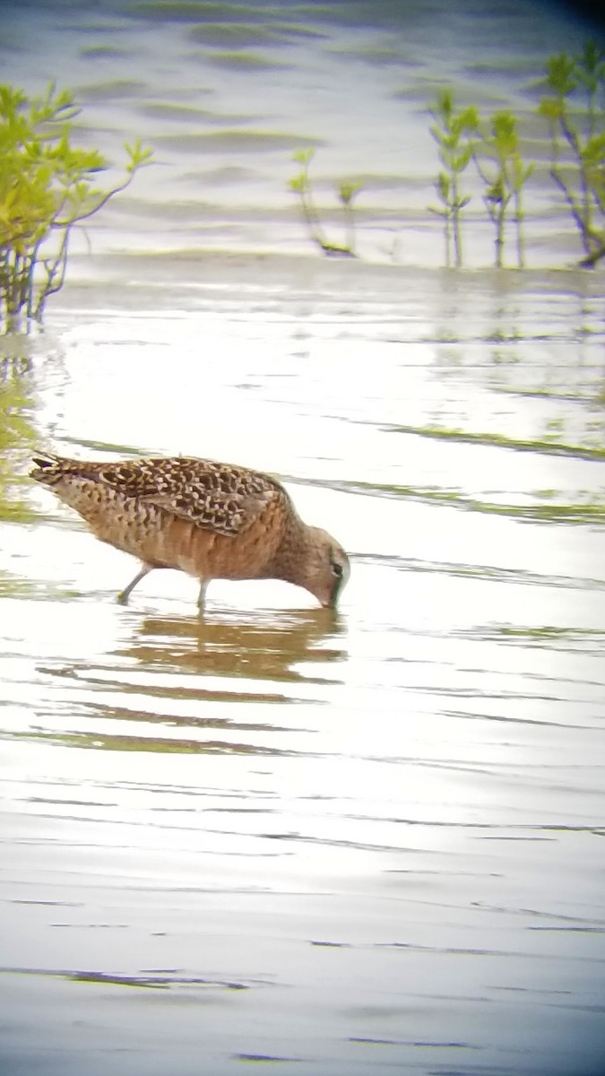 Long-billed Dowitcher - ML153627421