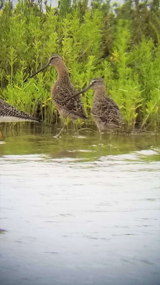 Long-billed Dowitcher - ML153627441