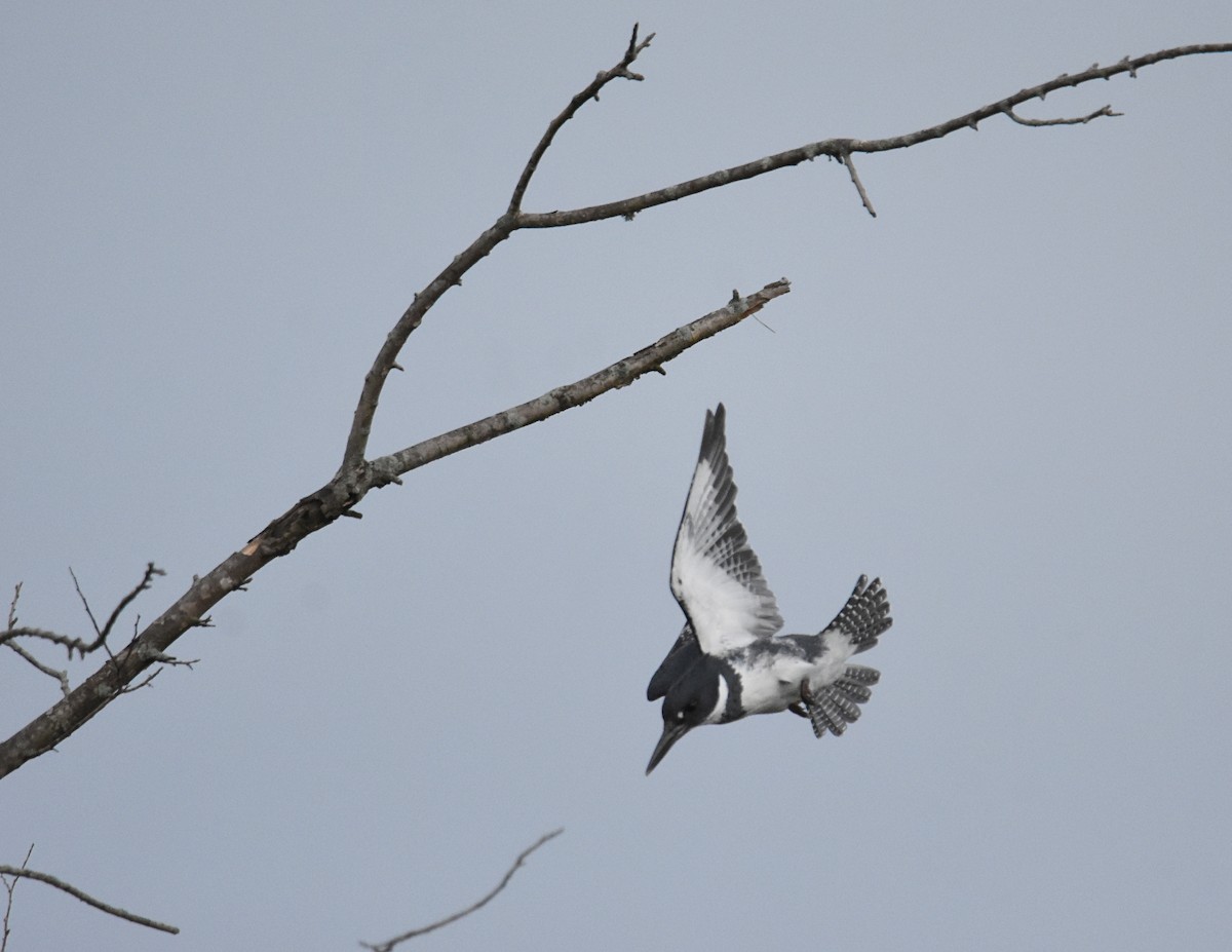 Belted Kingfisher - ML153627551