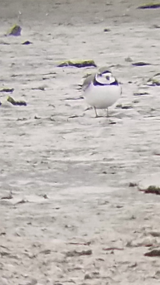 Piping Plover - ML153627581
