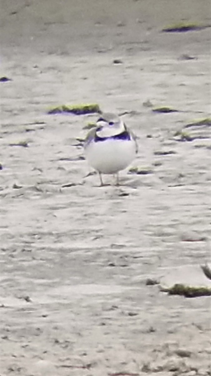 Piping Plover - ML153627591