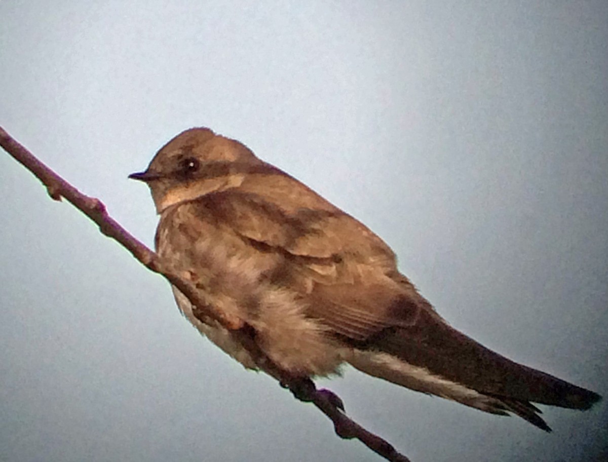 Northern Rough-winged Swallow - Dave Brown
