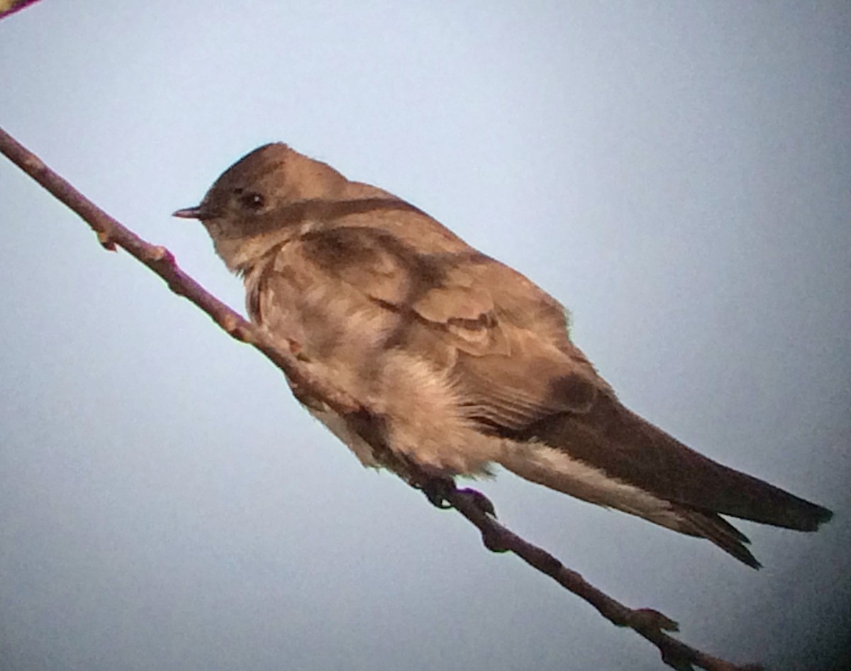 Northern Rough-winged Swallow - Dave Brown