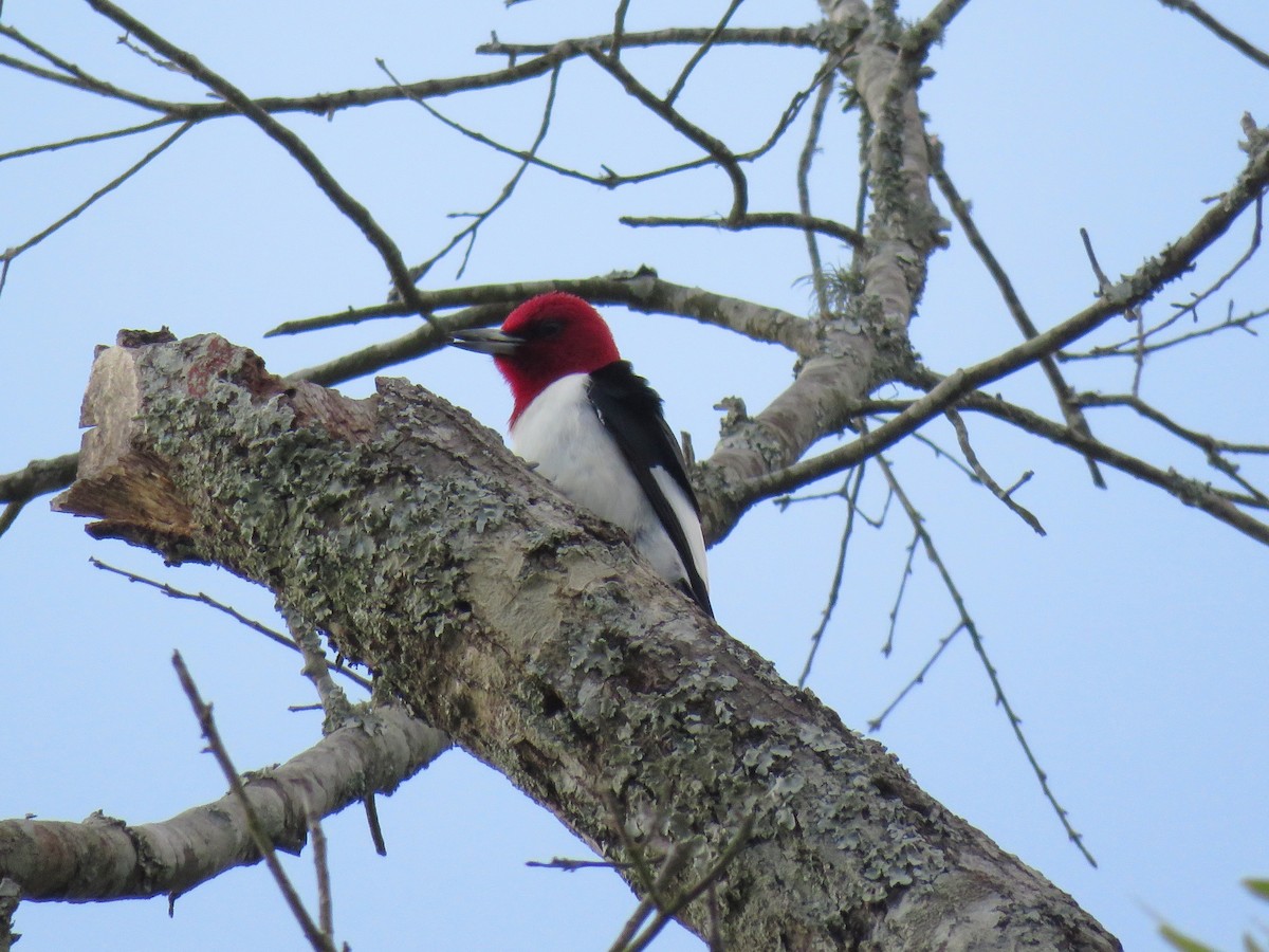 Red-headed Woodpecker - Keith Gregoire