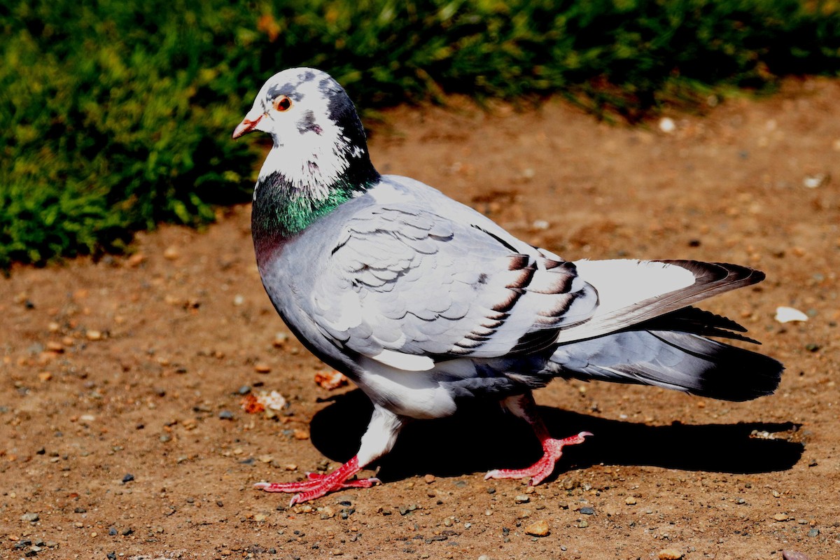 Rock Pigeon (Feral Pigeon) - ML153629581