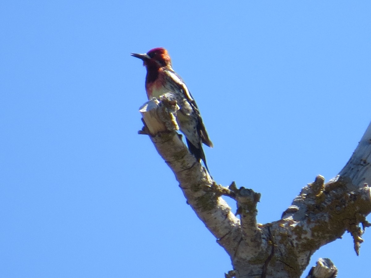 Red-breasted Sapsucker - ML153630171