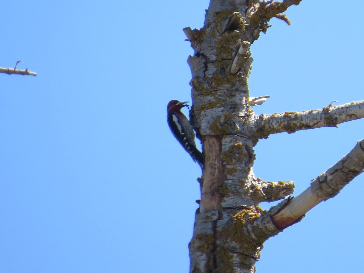Red-breasted Sapsucker - ML153630211