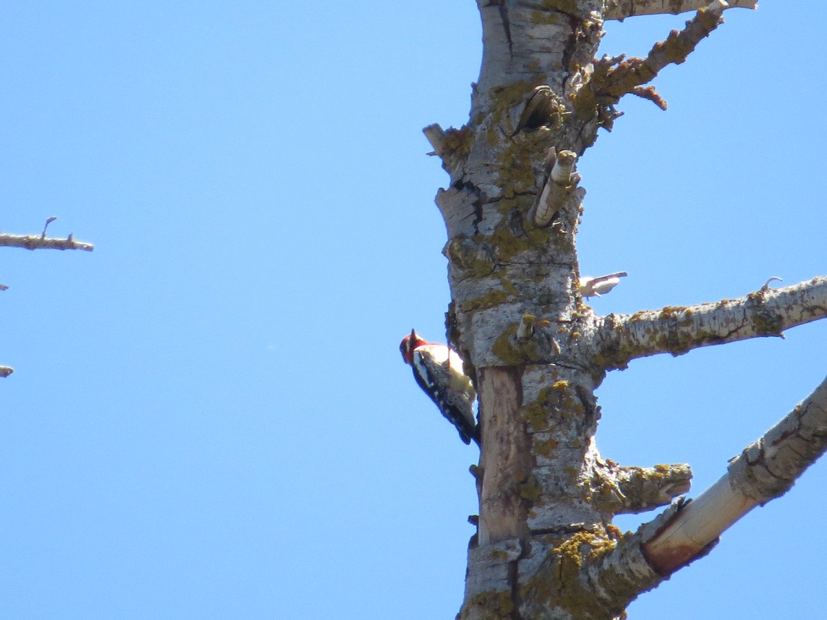 Red-breasted Sapsucker - ML153630311