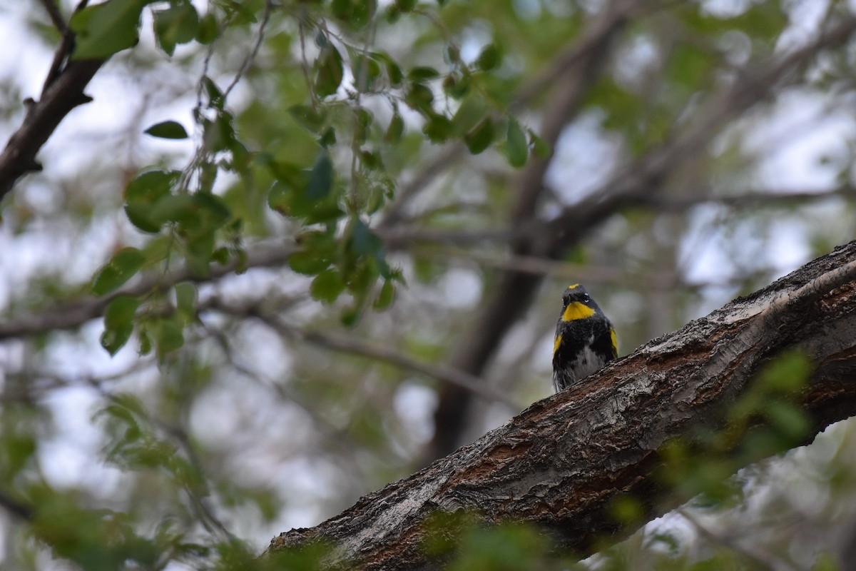 Yellow-rumped Warbler (Audubon's) - ML153631621
