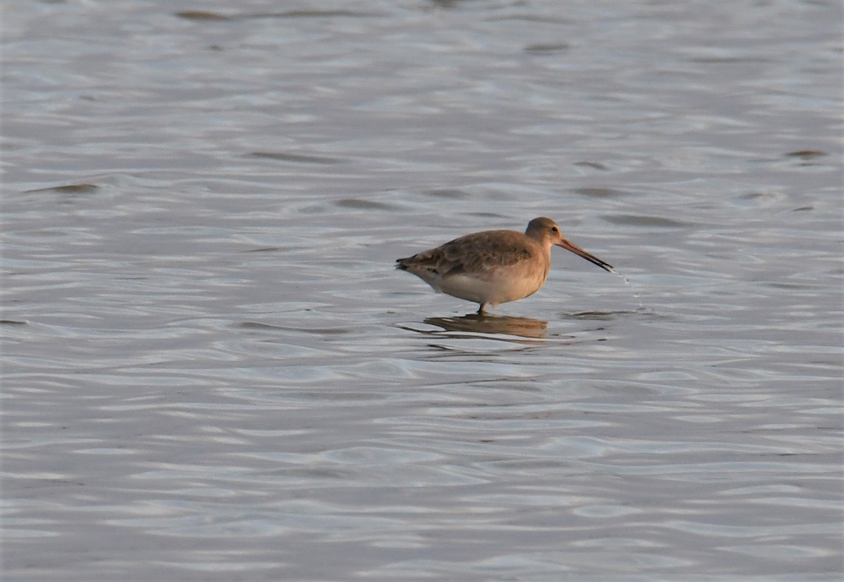 Black-tailed Godwit - Robert Anderson