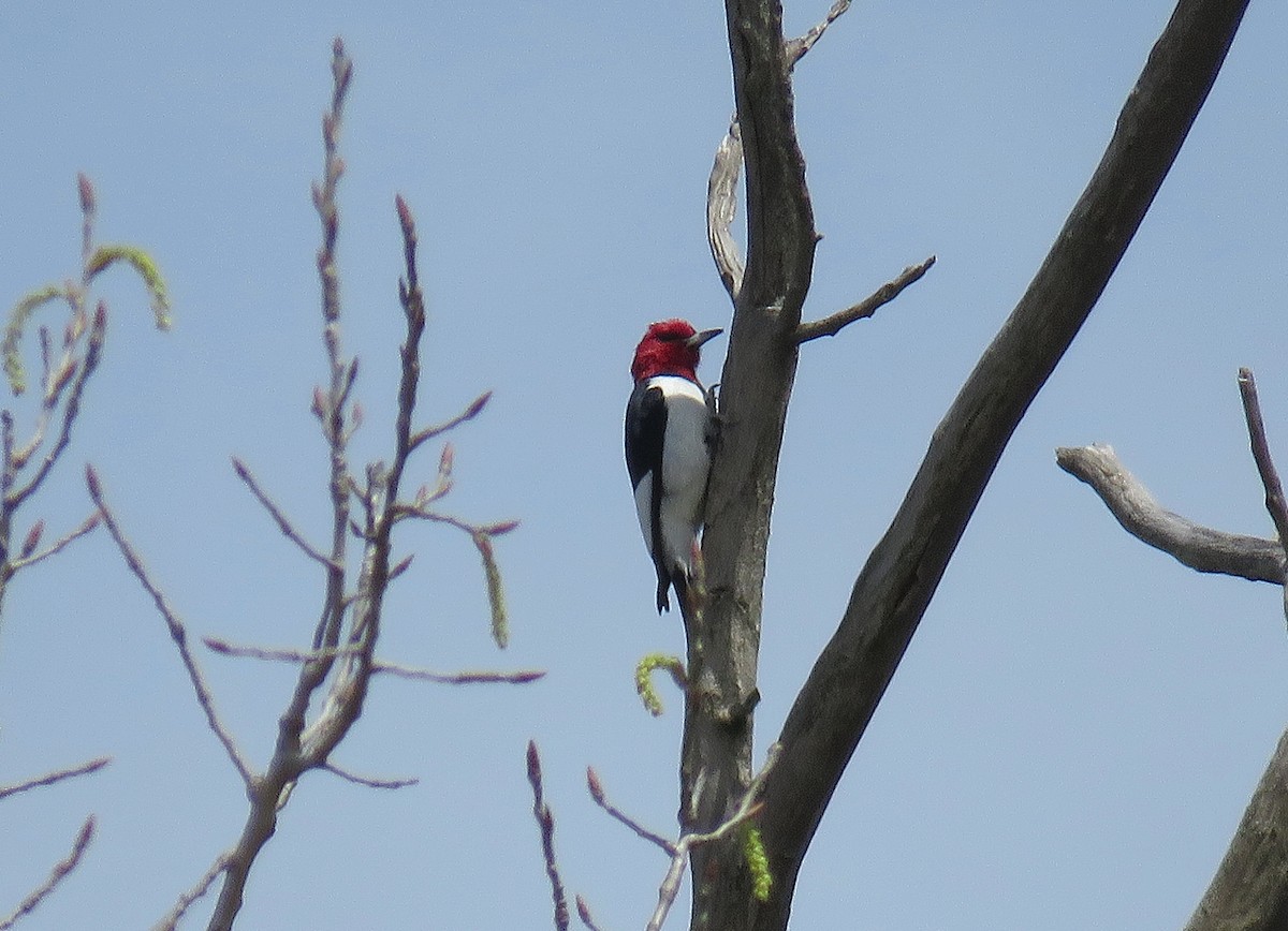Red-headed Woodpecker - Bennie Saylor