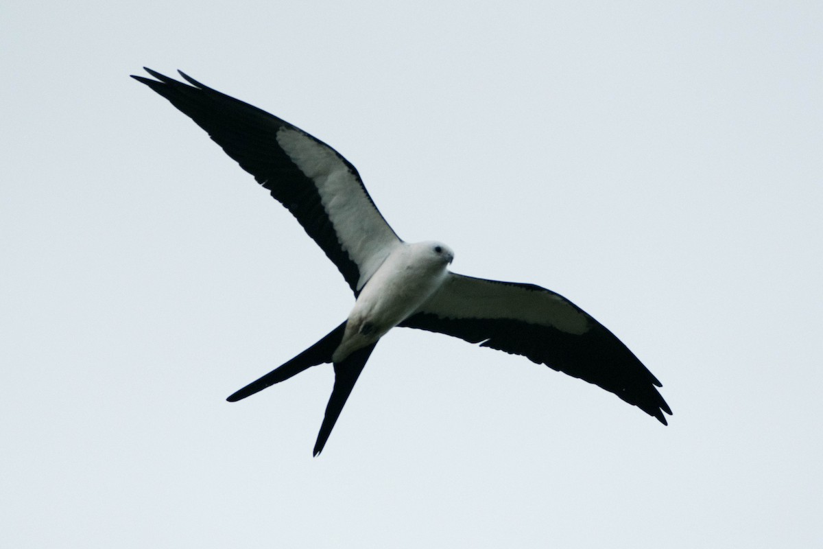 Swallow-tailed Kite - William Luckhardt