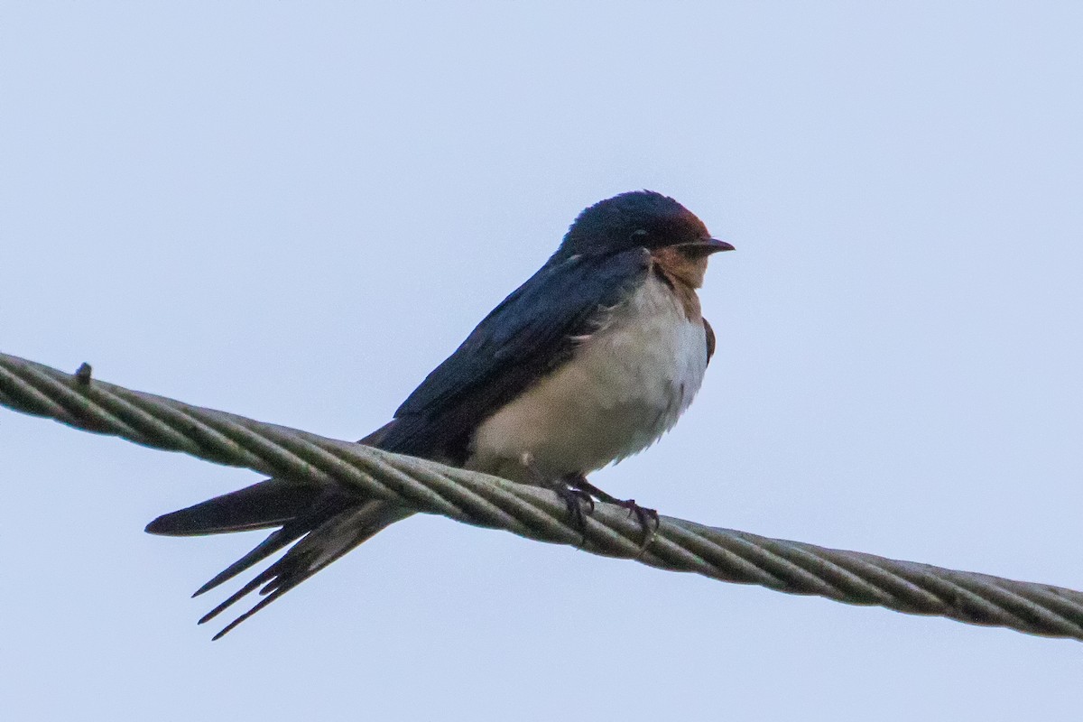 Red-chested Swallow - ML153632311