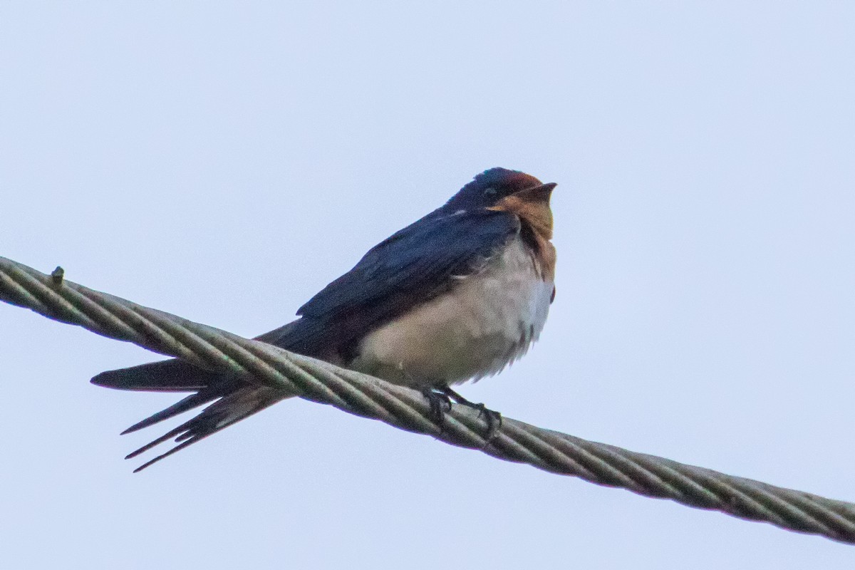 Red-chested Swallow - ML153632331