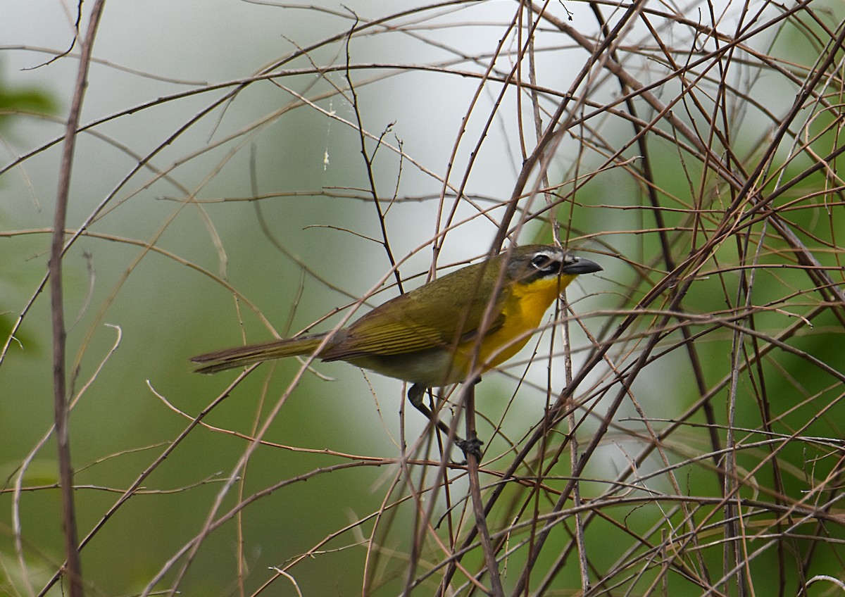Yellow-breasted Chat - ML153632341