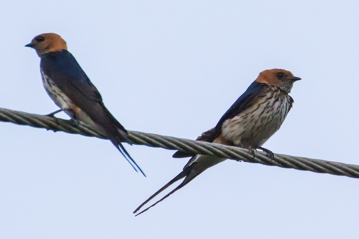 Lesser Striped Swallow - graichen & recer