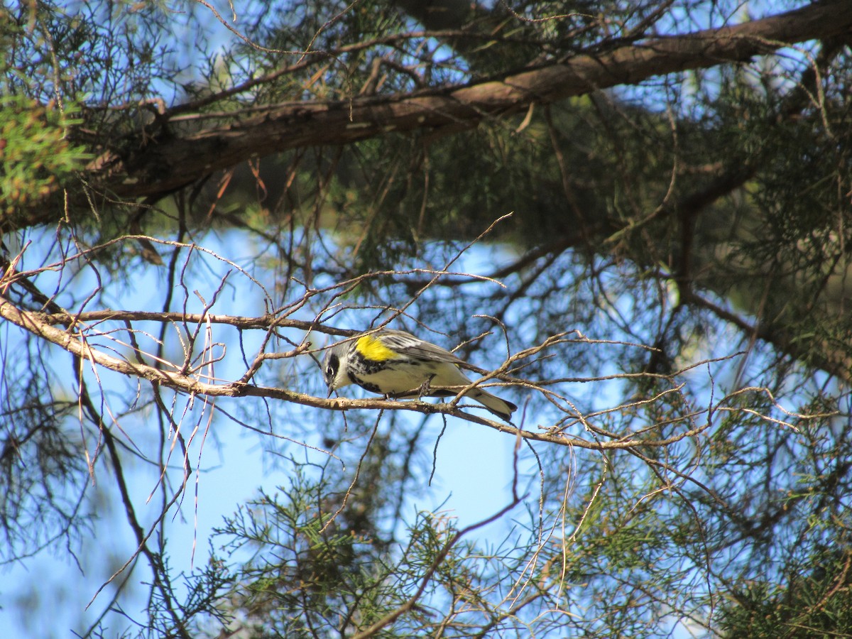 Yellow-rumped Warbler (Myrtle) - S. Queen