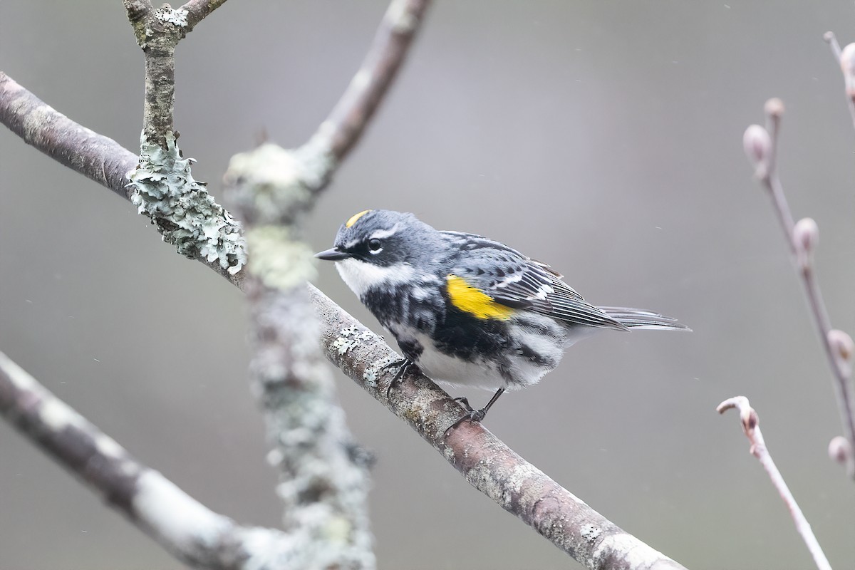 Yellow-rumped Warbler (Myrtle) - Ken Janes