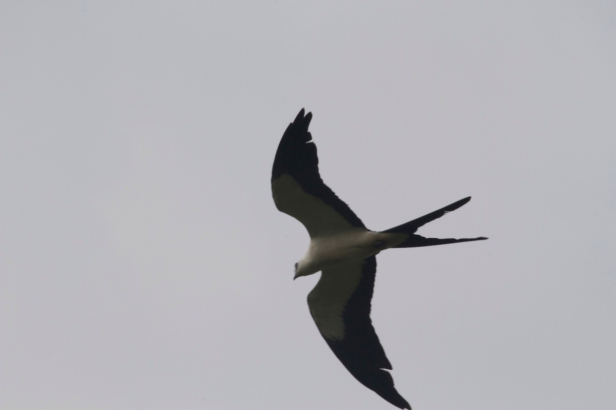 Swallow-tailed Kite - Gary Brunvoll
