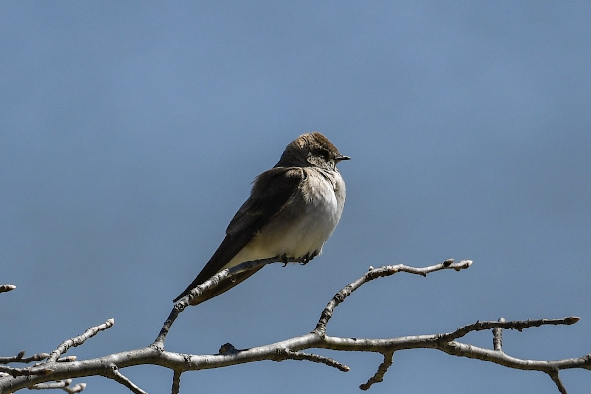 Northern Rough-winged Swallow - Ben Julian