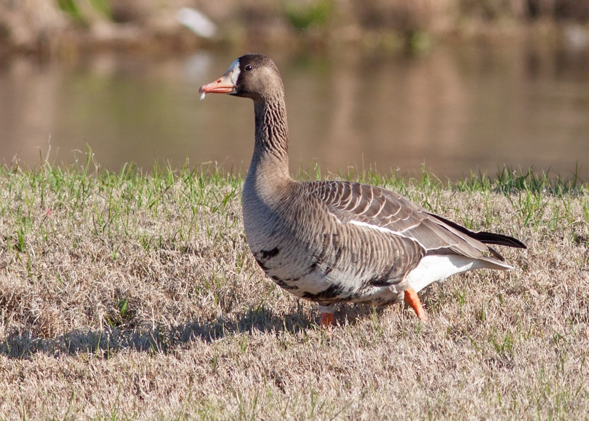 Greater White-fronted Goose - ML153633921