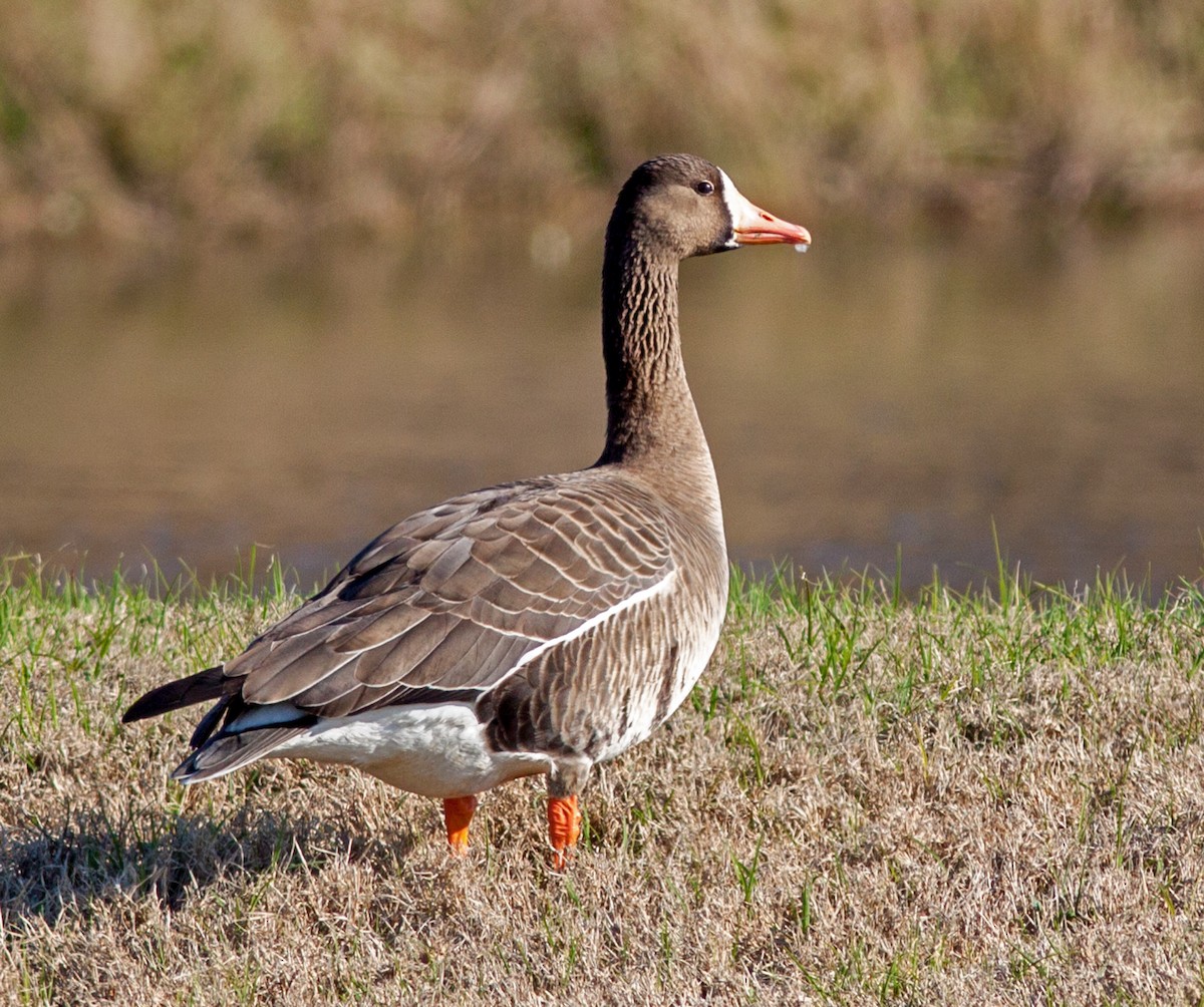 Greater White-fronted Goose - ML153633931
