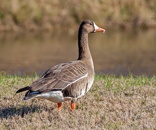 Greater White-fronted Goose, ML153633931