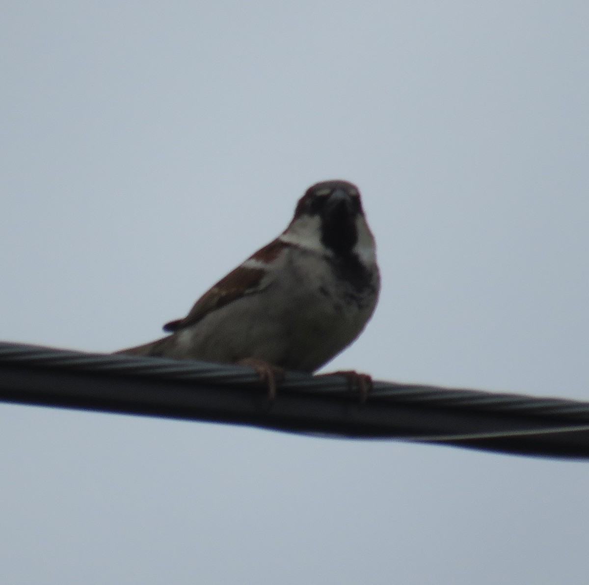 House Sparrow - ML153635481