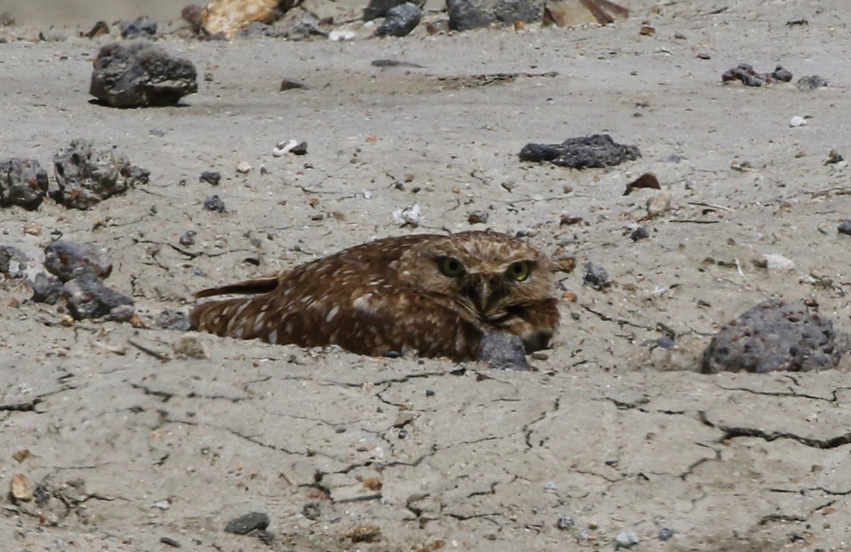 Burrowing Owl - Tom Benson