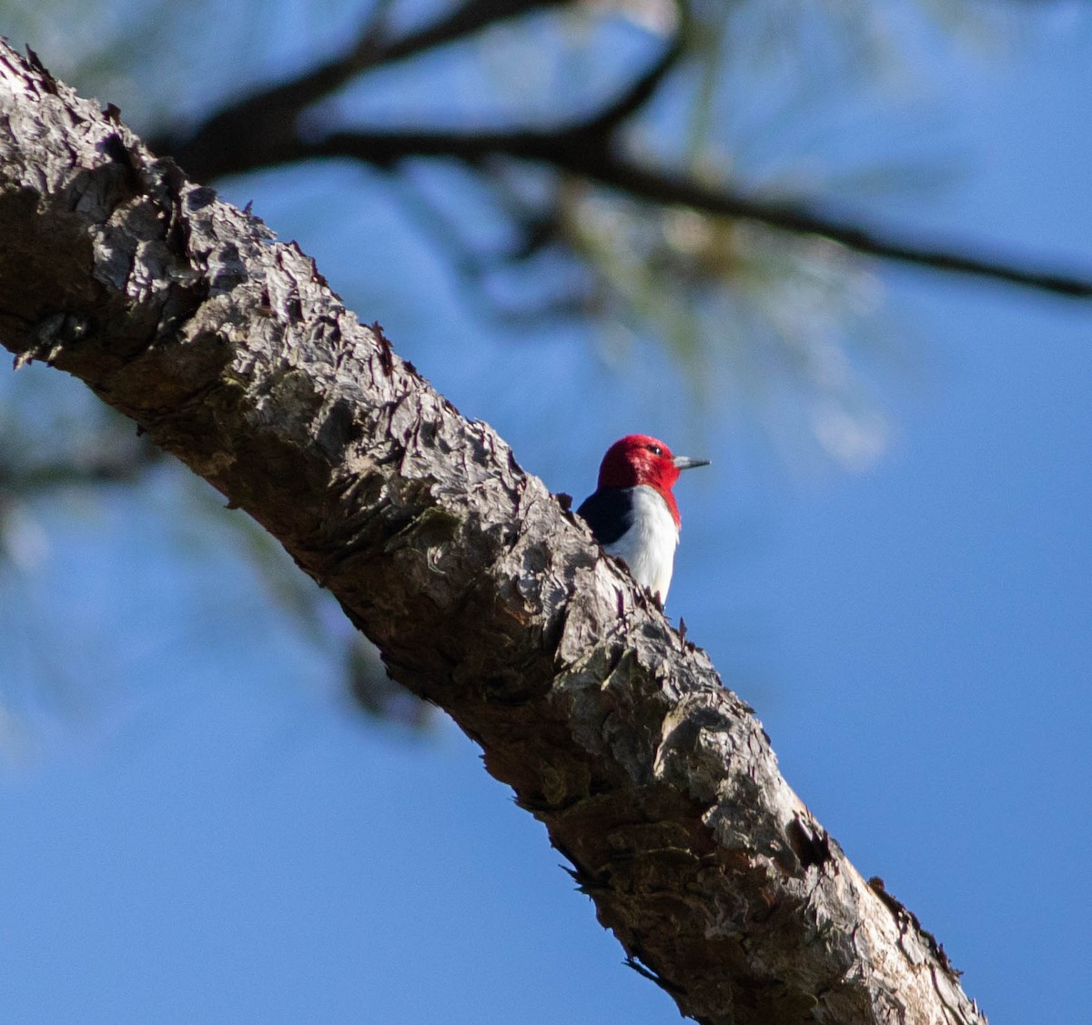 Red-headed Woodpecker - Kirk Gardner