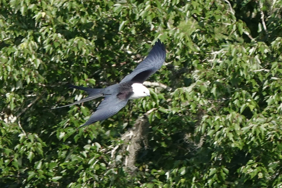 Swallow-tailed Kite - Sara Griffith