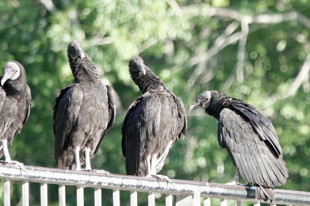 Black Vulture - Sara Griffith