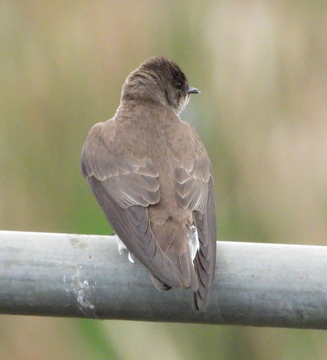 Northern Rough-winged Swallow - Sunil Thirkannad