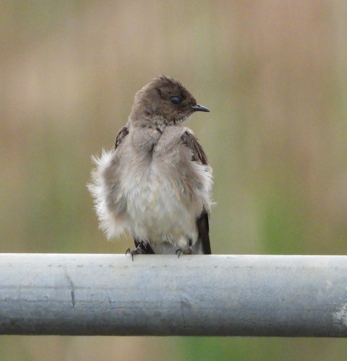 Northern Rough-winged Swallow - ML153639971