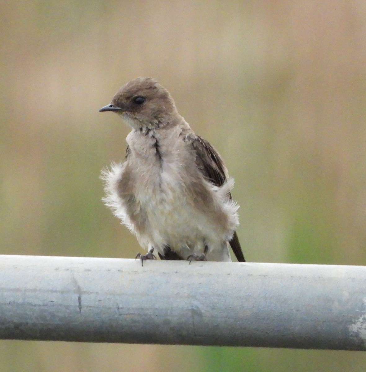 Northern Rough-winged Swallow - ML153639981
