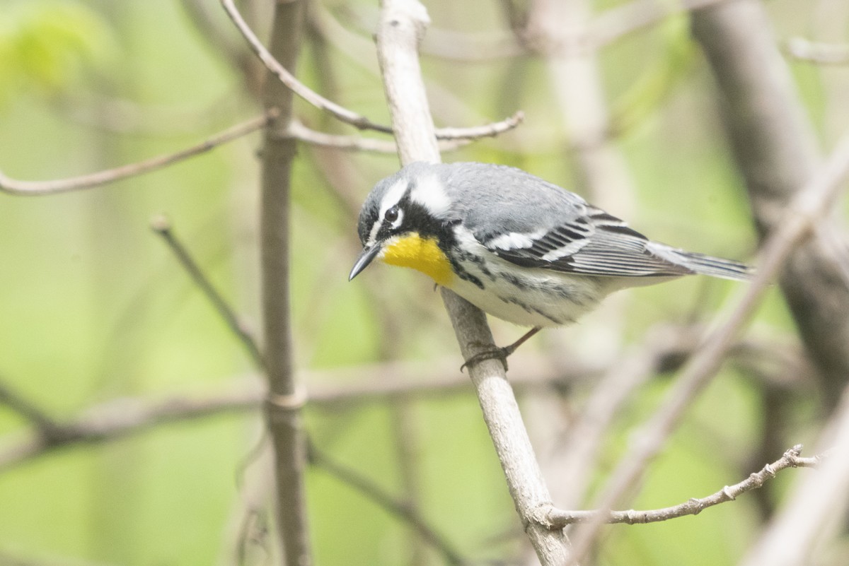 Yellow-throated Warbler - ML153641811