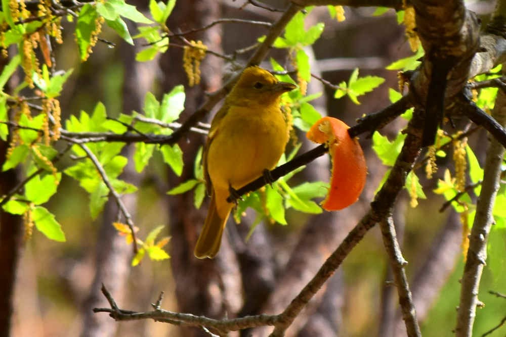 Summer Tanager - Steve and Sue Whitmer