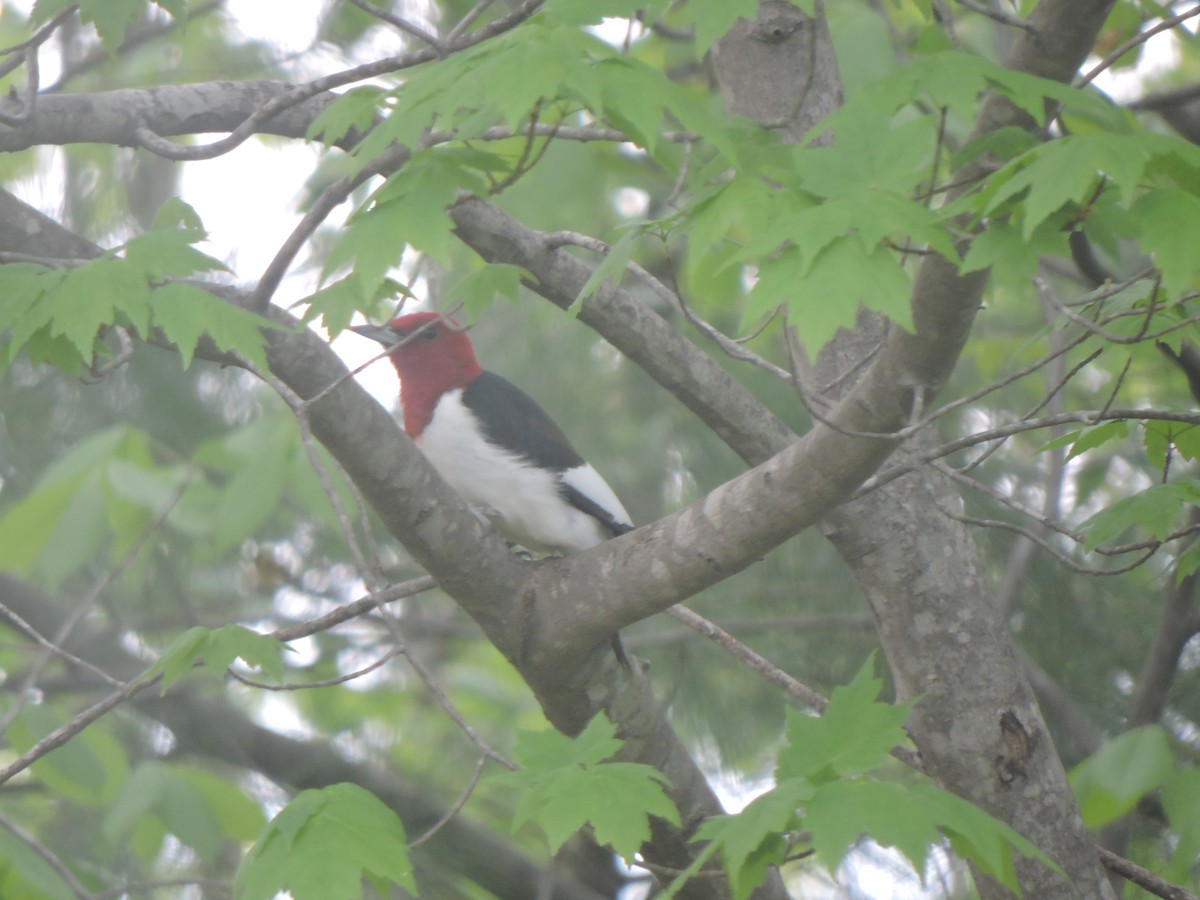 Red-headed Woodpecker - Gabriel Ricketts