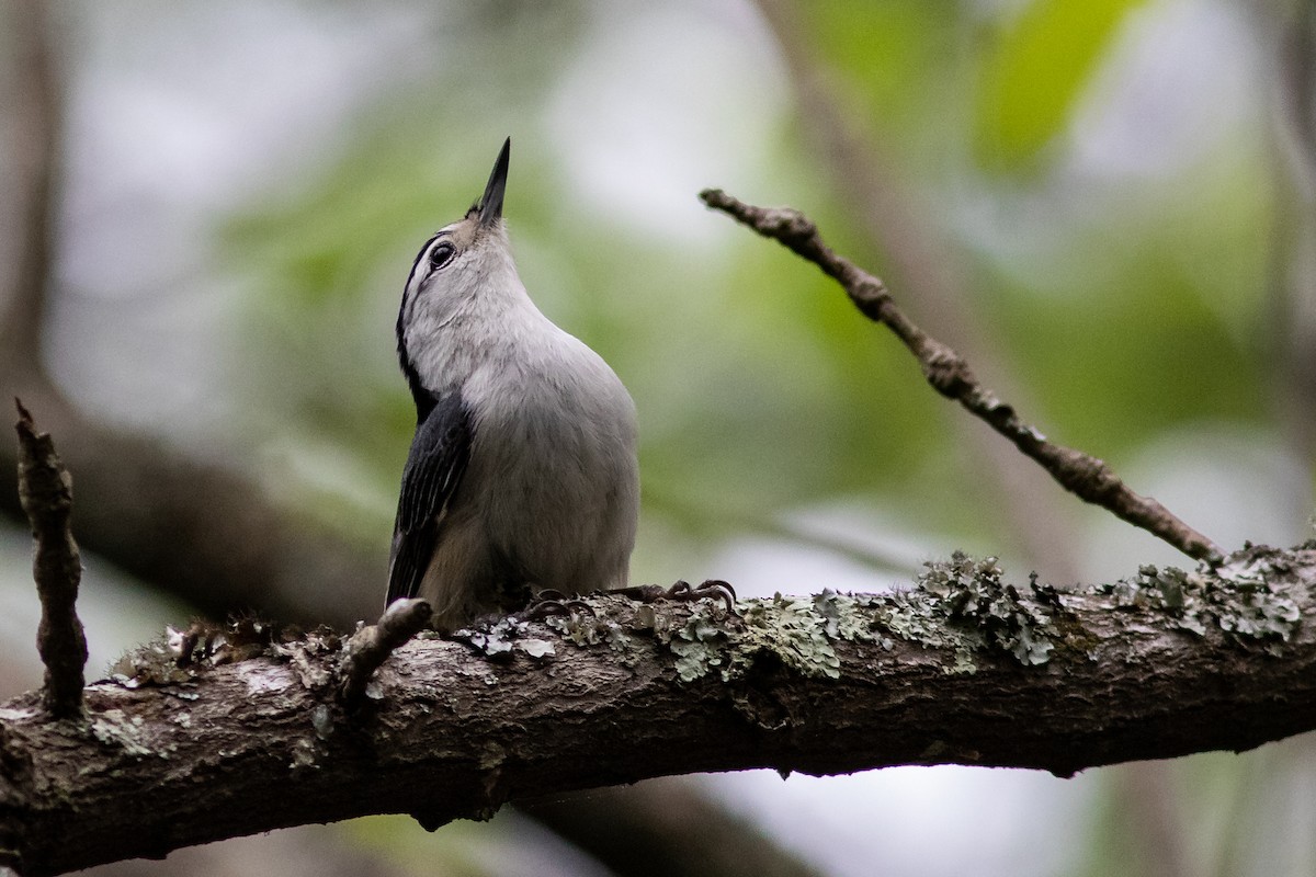 White-breasted Nuthatch - Tom Blevins