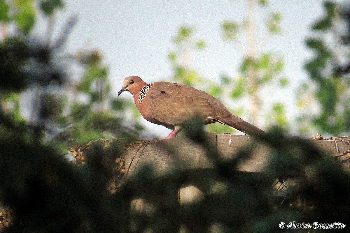 Spotted Dove - Anonymous
