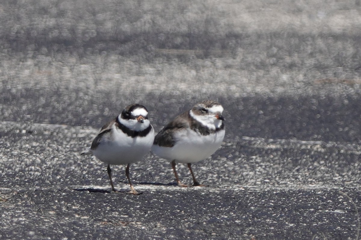 Semipalmated Plover - ML153643891