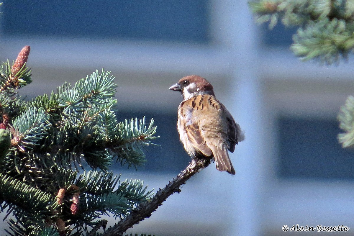Eurasian Tree Sparrow - Anonymous