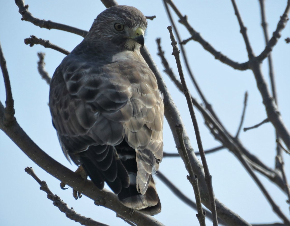 Broad-winged Hawk - Mary Guell