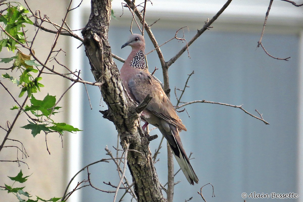 Spotted Dove - Anonymous