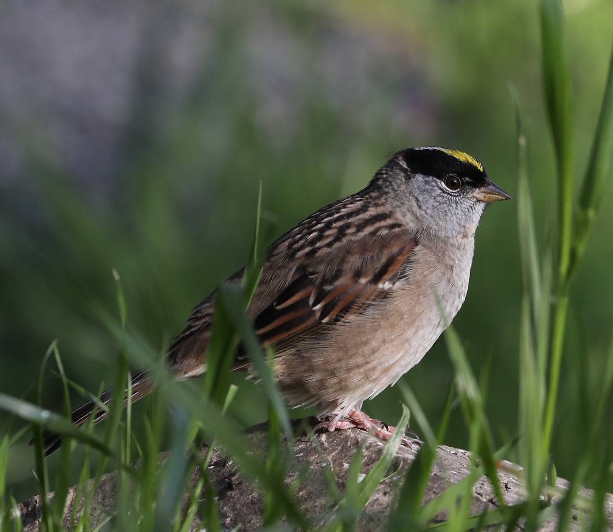 Golden-crowned Sparrow - Phil Green