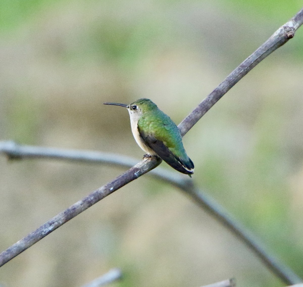Calliope Hummingbird - ML153646281