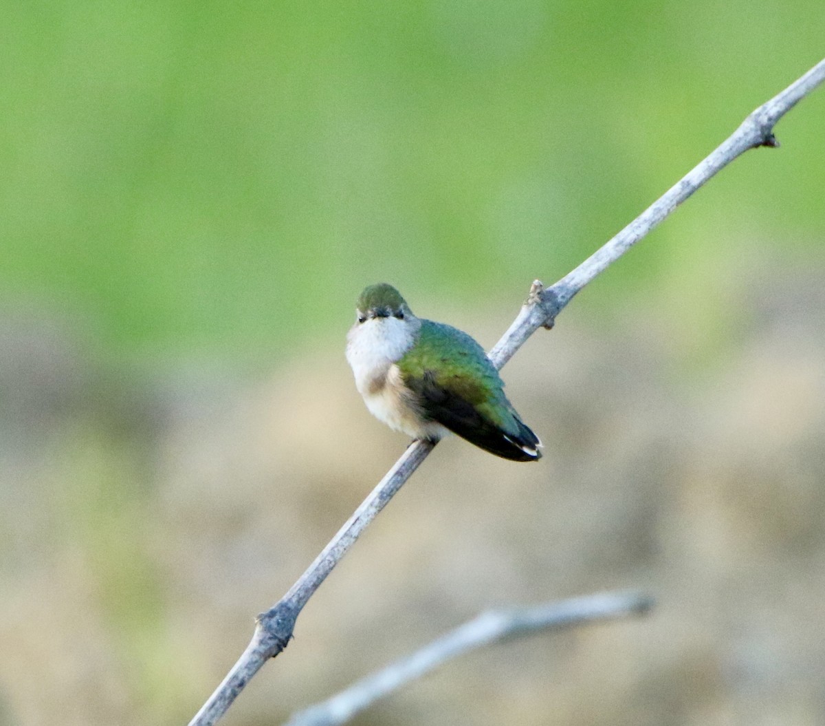 Calliope Hummingbird - ML153646431