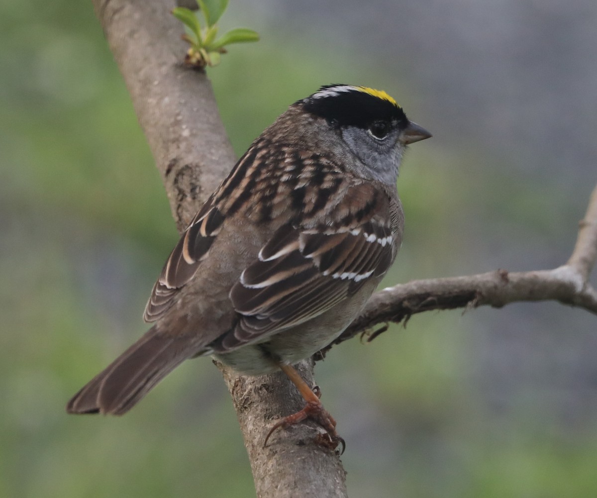Golden-crowned Sparrow - Phil Green