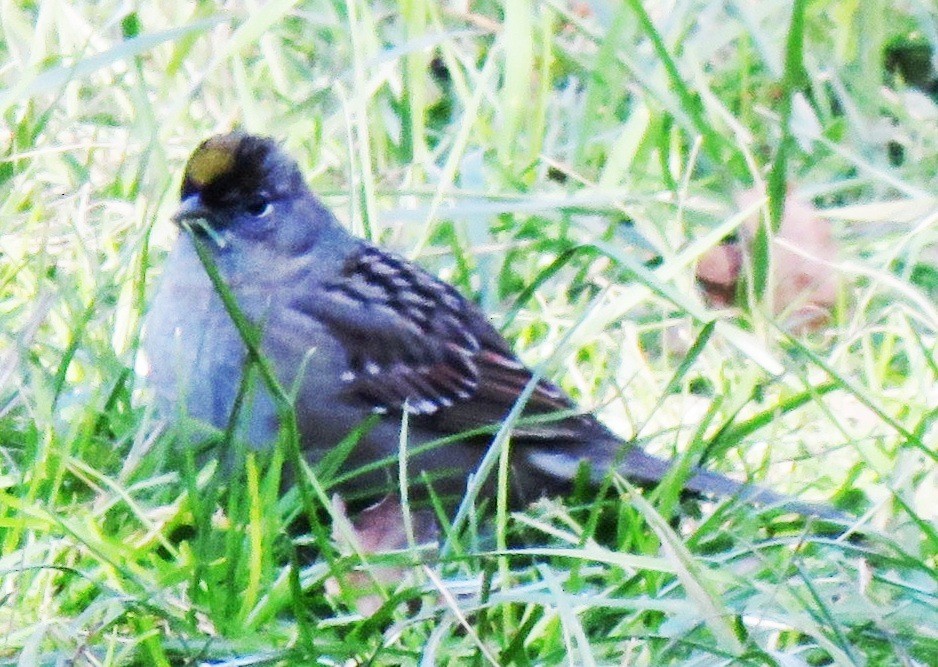 Golden-crowned Sparrow - Sandra Blair