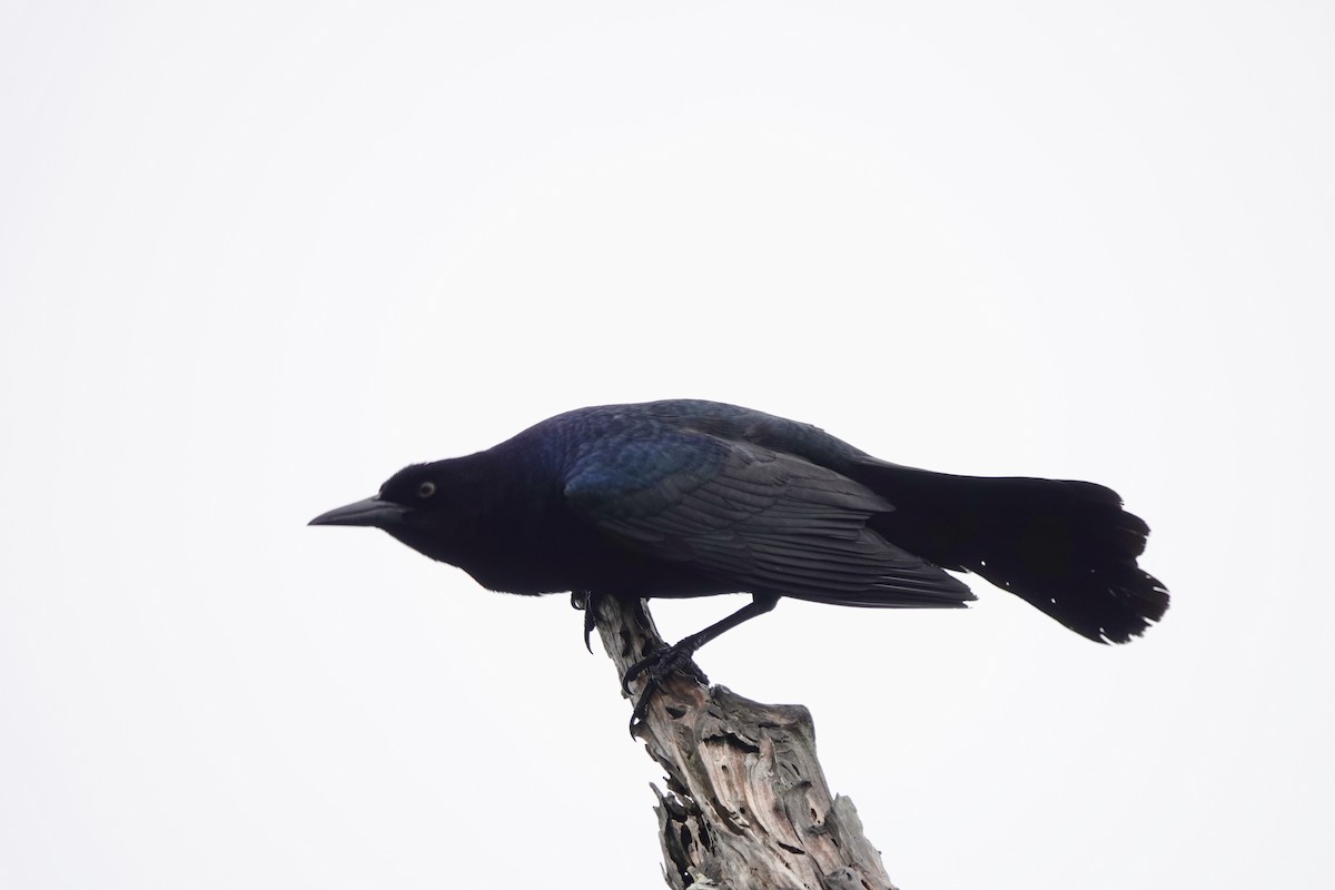 Boat-tailed Grackle - ML153647371